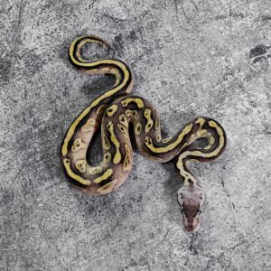 Bongo Pastel YB 100% DH Desert Ghost  Cryptic / Clown