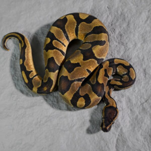 Enchi 100% TPH Desert Ghost Hypo Pied