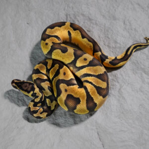 Pastel Enchi 100% TPH Desert Ghost Hypo Pied