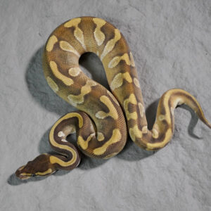 Mojave Enchi 100% TPH Desert Ghost Hypo Pied