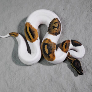 Pied 100% Het VPI Axanthic