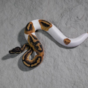 Pied 100% Het VPI Axanthic
