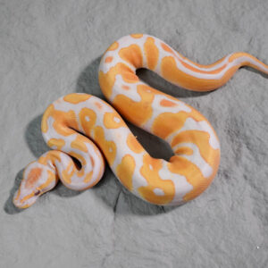 OD Lavender (HI)