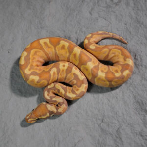 Banana GHI Calico Poss YB