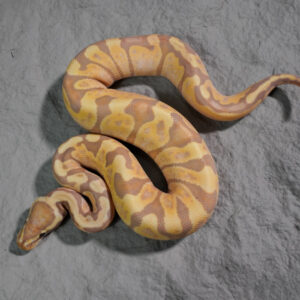 Banana GHI Calico Pastel Poss Enchi YB