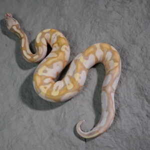 Banana Calico Enchi YB Pastel Poss GHI