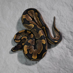 Calico Poss YB