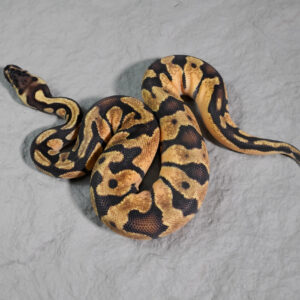 Pastel Enchi Poss YB
