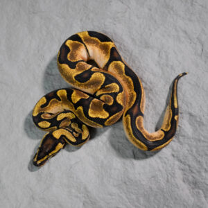 Calico Enchi Poss YB