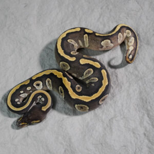 Mojave 66% DH Sunset Pied