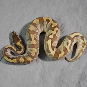 Enchi Mojave 66% DH Sunset Pied