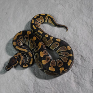 Joliff Tiger  100% Het Clown 66% Het Hypo