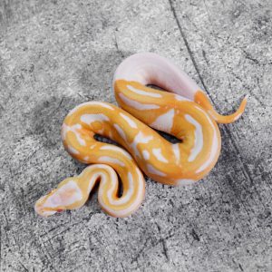 Candino / Albino Pied