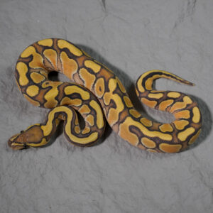 Russo Enchi Hypo 100% Het Clown