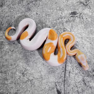 Candino / Albino Pied