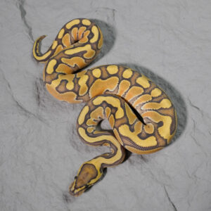 Russo Enchi Hypo 100% Het Clown