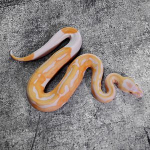Candino / Albino Pied