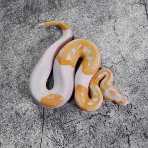 Candino / Albino Pied