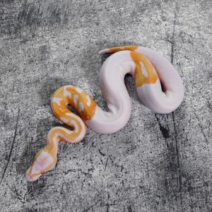 Candino / Albino Pied