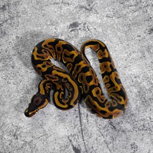 Leopard 100% DH Candy Clown