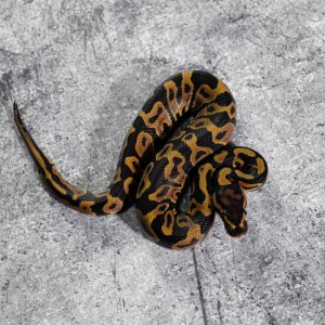 Leopard 100% DH Candy Clown