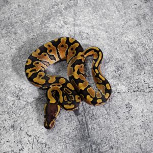 Mahogany Enchi 100% DH Candy Clown