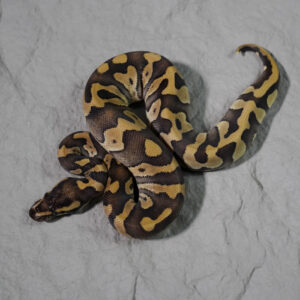Confusion Mojave Enchi YB 100% Het VPI Axanthic