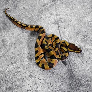 Enchi 100% DH Candy Clown Poss Mahogany