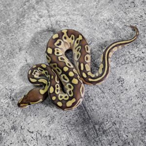 Mahogany Lesser 100% DH Candy Clown