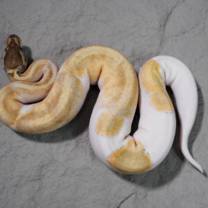 OD Enchi Mojave YB Pied 100% Het Hypo Poss Leopard (HI)