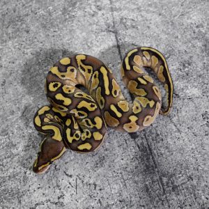 Mahogany Lesser 100% DH Candy Clown