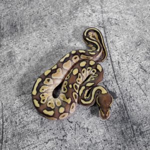 Lesser 100% DH Candy Clown Poss Mahogany
