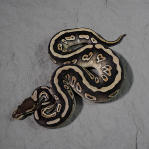 Cinnamon Mojave Cryptic 100% Het Desert Ghost