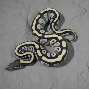 Mojave Desert Ghost 100% Het Cryptic
