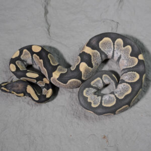 Mahogany Calico Desert Ghost