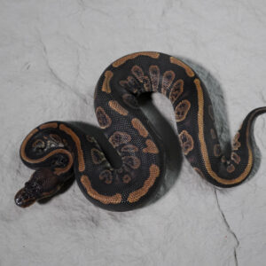 Stranger 100% Het Desert Ghost Poss Hurricane