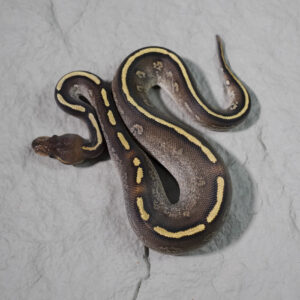 Stranger Mojave 100% Het Desert Ghost