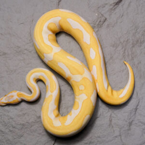 Leopard OD Lavender (HI)
