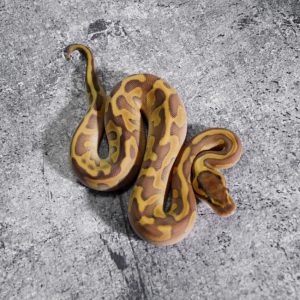 Mahogany Leopard Enchi Lesser 100% DH Candy Clown