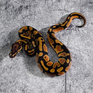 OD 100% DH Clown Pied (HI)