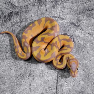 OD Enchi 100% DH Clown Pied (HI)