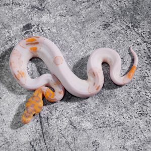 OD Enchi Banana Clown Pied