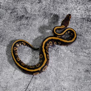 Honey Asphalt 100% Het Clown