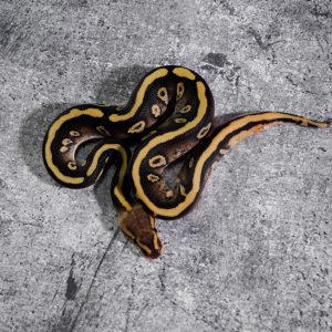 Wookie Asphalt Cypress Vanilla / Honey 100% Het Clown