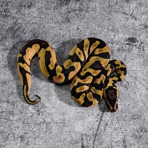 Pastel Enchi 100% TPH Desert Ghost Hypo Pied