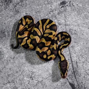 Chocolate Pastel Enchi 100% TPH Desert Ghost Hypo Pied