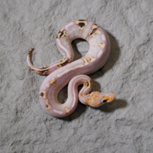 Hurricane Cypress Carnage Banana Spotnose 100% Het Clown Poss YB