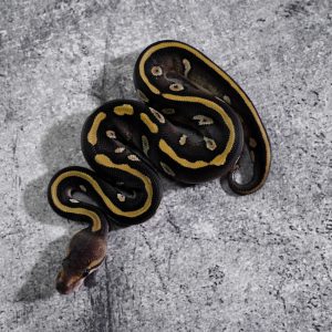 Chocolate Enchi Mojave 100% TPH Desert Ghost Hypo Pied