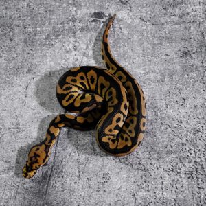 Spotnose Clown 100% Het VPI Axanthic