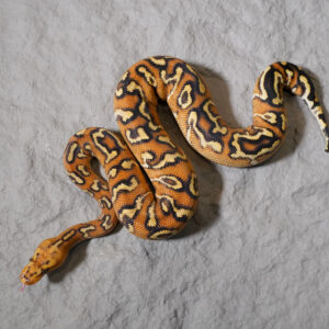 Hurricane Carnage Cypress YB  Clown Poss Spotnose